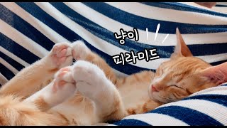 '무릎냥이' 고양이의 치명적인 해먹!(집사는 괴로워!!)