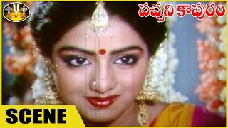 Krishna And Sridevi Marriage Scene || Pachani Kapuram Movie || Krishna, Sri Devi || Sri Venkatesw