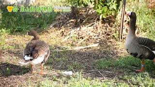 【東山動植物園公式】カリガネの鳴き声 《 カリガネ　鳥 》