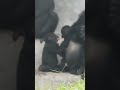 little gorilla ringo 拍打 jabali 呷百二 2022 10 11