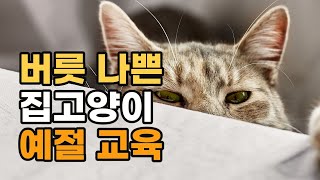 고양이 슬기로운 예절 교육 시리즈[냥이 상식사전-11](식탁 올라가기, 새벽에 깨우기, 할퀴거나 깨물기)