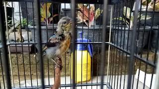 Playtube Pk Ultimate Video Sharing Website