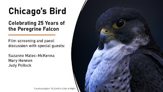 Chicago's Bird: a panel discussion celebrating 25 years of the peregrine falcon