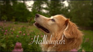 Hallelujah (AcousticTrench Guitar Cover)