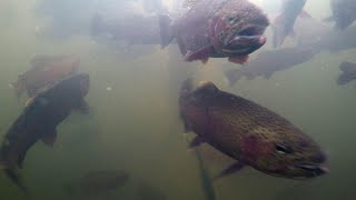 14-inch rainbow trout getting stocked through the ice at Staunton State Park