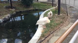 愛知県 東山動物園に行ってきた #東山動物園  #ペリカン