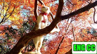 紅葉のあまりの美しさに立ち見したままうとうとする猫　Cat is dozing off while standing in the beauty of autumn leaves【Eng CC】