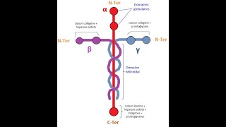 Laminin