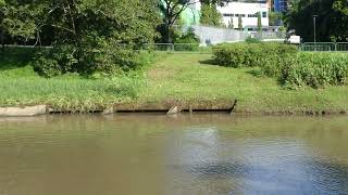 新加坡野生水獭_ City In Nature_ Smooth-coated Otters_ Sungei Ulu Pandan_ 02 January 2025_ Singapore_ 9.28am