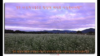 경주첨성대메밀꽃,경주첨성대.경주가고싶은곳.대한민국구석구석.경주사진찍기좋은곳.사진잘찍는법,풍경사진.경주여행.경주핫플.메밀꽃.경주첨성대여명.