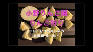 りんご狩りの楽しみ方［信州中野 小野りんご園］りんご食べ放題 ５種類食べ比べ