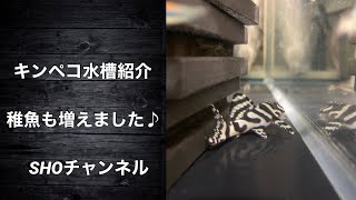 キングロイヤルペコルティア水槽紹介