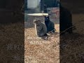 疲れた時はここで癒されて下さい　 cat ねこのいる幸せ 野良猫