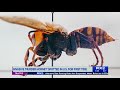 invasive murder hornet in u.s. for first time