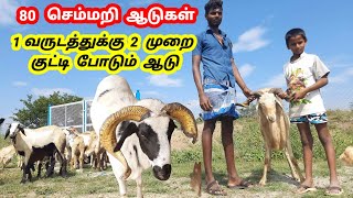 1வருடத்திற்கு 2 முறை குட்டி போடும் செம்மறி ஆடுகள் / ஆடு வளர்ப்பில் பல லட்சம் எட்டையபுரம் விவசாயிகள்