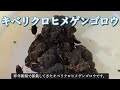 冬でもゲンゴロウ飼育