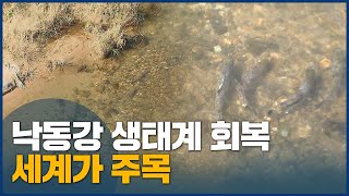 낙동강 하굿둑 전면개방 1년, 기수생태계 확대·풍성