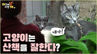 말도 많고 탈도 많은 고양이 산책!!! 하지 마시라고 영상 가져왔습니다