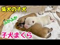 【柴犬 子犬】生後1日目から兄弟と元気に戯れ合う子犬たちはこちら