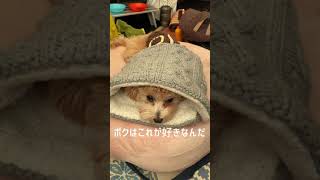 寒がりな犬の格好がとても可愛い瞬間♡【shorts】短い動画マルプー