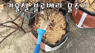 겨울철 블루베리 물주기 [Winter Blueberry Water Supply]