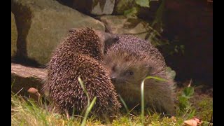 Fighting and courtship of hedgehogs