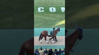 Horse　Racehorse　【Tokyo Racecourse】　東京競馬場　パドック