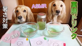 【ASMR】薬膳ドリンクを夢中で飲む犬の姉妹～水分補給 Dogs drinking medicinal herb water #Shorts