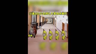 老师后面接前面有序离开#猫meme#内容过于真实 #猫meme小剧场  #cat #故事 #funny  #貓 #搞笑 #pets  #香蕉 #cute #迷恋