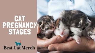 Cat Pregnancy Stages