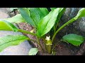 turmeric flower