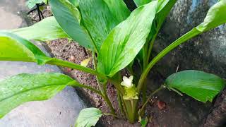 Turmeric flower