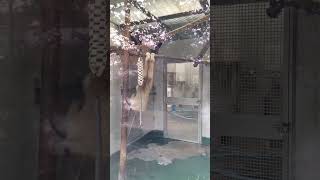 可愛さ溢れるシロマティー A gibbon Shiromaty is super cute 2023.02.03 kyoto city zoo #gibbon #シロテテナガザル