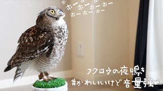 フクロウの夜鳴きで朝5時に起こされる飼い主