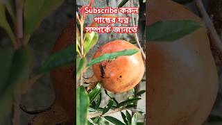 আশ্চর্য 🛑অসম্ভভ ☣️ঘটনা বেদানা বা ডালিম গাছে ৷strange fact #Plants #ফলগাছ #Shorts #viralreels