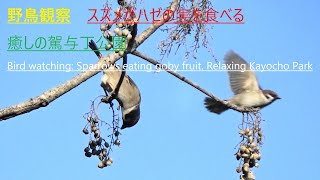 野鳥観察　スズメがハゼの実を食べる　癒しの駕与丁公園Bird watching: Sparrows eating goby fruit. Relaxing Kayocho Park