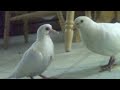 amazing singing dove