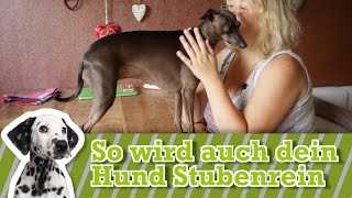 Euren Hund stubenrein bekommen: So erzieht ihr ihn zur Stubenreinheit