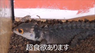 アカメカブトトカゲ飼育7か月　クリッカー＆ケージ紹介