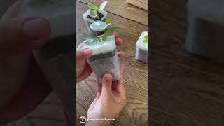 Plant Positivity with Rowe Unboxing Video