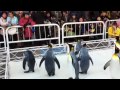 ペンギンパレード海遊館20120106