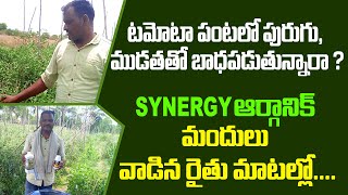 టమోటా పంటలో పురుగు, ముడత తో బాధపడుతున్నారా ? Synergy ఆర్గానిక్ మందులు వాడిన రైతు మాటల్లో....