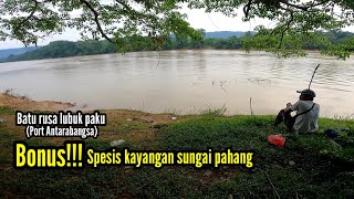 Detik² manis❗Joran ku ditarik spesis kayangan sungai pahang