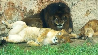 20240621 多摩動物公園　ライオン　雨の日のライオンたち　ライオンバスの中から見えたライオンたちは集まって雨宿り　窓に大接近のメスライオン