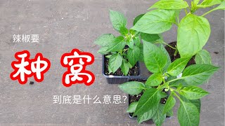 到底什么叫辣椒栽窝？老人讲的辣椒窝种是否有道理？