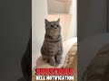 Pawsitively Purrfect: Adorable Cat Shenanigans