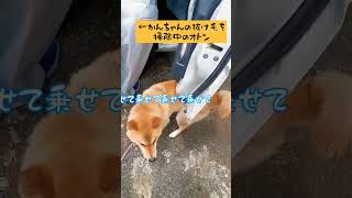 軽トラに乗りたい柴犬#shorts #柴犬