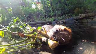 Beavers Filbert And Maple Gnaw And Haul Branches To Their Lodge