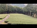 【癒し】自然に囲まれた有機栽培茶（organic green tea）