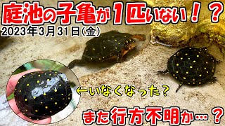 庭池の亀がまた１匹いなくなった！？プチ行方不明になりました。【2023.3.31】